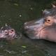 Image for article titled Happy Mother's Day To All Creatures, Great And Small